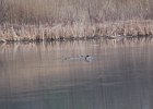 Blue-winged Teal (12)