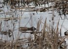Blue-winged Teal (15)