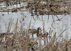 Blue-winged Teal (16)