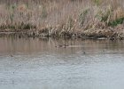 Blue-winged Teal (2)