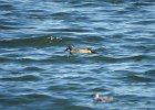 Blue-winged Teal (21)