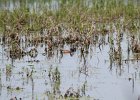 Blue-winged Teal (6)