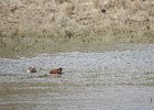 Cinnamon Teal (4)