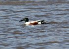 101Northern Shoveler