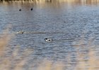 Northern Shoveler (15)