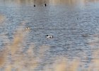 Northern Shoveler (16)