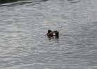 Northern Shoveler (18)