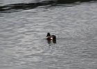 Northern Shoveler (19)