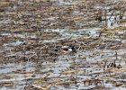 Northern Shoveler (20)