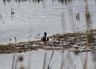 Northern Shoveler (21)