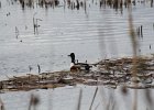 Northern Shoveler (22)