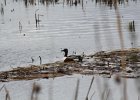 Northern Shoveler (23)