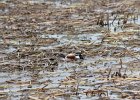 Northern Shoveler (24)