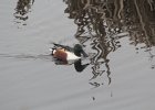 Northern Shoveler (26)
