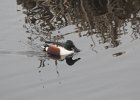 Northern Shoveler (27)