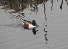 Northern Shoveler (28)