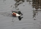 Northern Shoveler (29)
