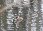 Northern Shoveler (30)