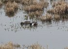 Northern Shoveler (33)