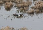 Northern Shoveler (34)