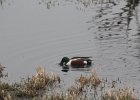 Northern Shoveler (35)