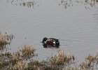 Northern Shoveler (36)