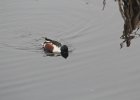 Northern Shoveler (37)