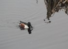 Northern Shoveler (38)