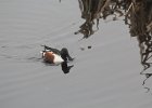 Northern Shoveler (39)
