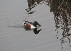 Northern Shoveler (40)