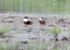 Northern Shoveler (5)