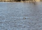 Northern Shoveler (6)