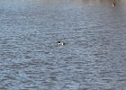 Northern Shoveler (9)