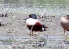 Northern Shoveler