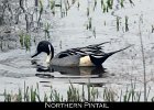 001 - 34 Northern Pintail