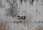 Northern Pintail (1)