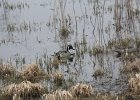 Northern Pintail (13)