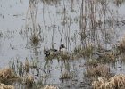 Northern Pintail (14)