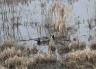 Northern Pintail (15)
