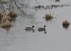 Northern Pintail (16)