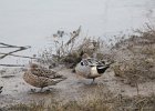 Northern Pintail (18)