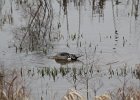 Northern Pintail (2)