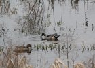Northern Pintail (3)