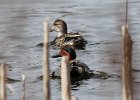 101Green-winged Teal
