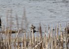 Green-winged Teal (1)