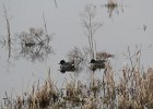 Green-winged Teal (13)