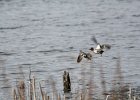 Green-winged Teal (2)