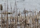 Green-winged Teal (3)