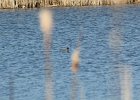Green-winged Teal (5)
