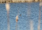 Green-winged Teal (6)